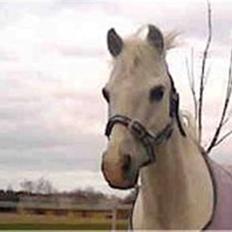 Welsh Pony (sec B) Lyngvejens Bandit R.I.P