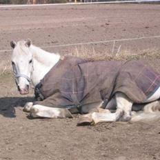 Welsh Pony (sec B) Lyngvejens Bandit R.I.P