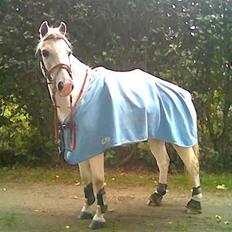 Welsh Pony (sec B) Lyngvejens Bandit R.I.P
