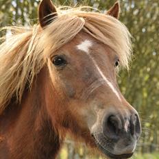 Anden særlig race Pjok
