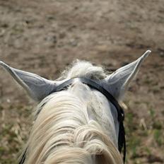 Arabisk fuldblod (OX) Legolas (1991-2014)