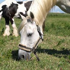 Arabisk fuldblod (OX) Legolas (1991-2014)