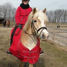 Tyroler Haflinger Bonny