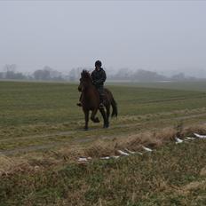 Islænder Sleipnir f Dyssemosen solgt
