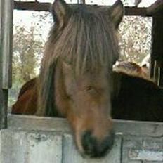 Islænder Sleipnir f Dyssemosen solgt