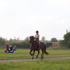 Islænder Sleipnir f Dyssemosen solgt
