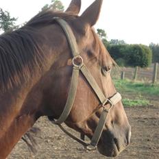 Hannoveraner Merci  *Himmelhest*