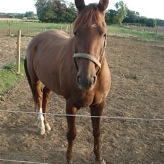 Hannoveraner Merci  *Himmelhest*