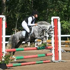 Welsh Mountain (sec A) Filur (Solgt)