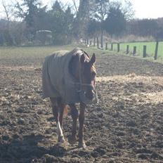 Hannoveraner Merci  *Himmelhest*