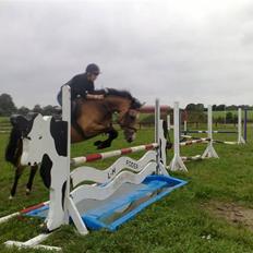 Welsh Cob (sec D) Zelma *SPRUNGET*