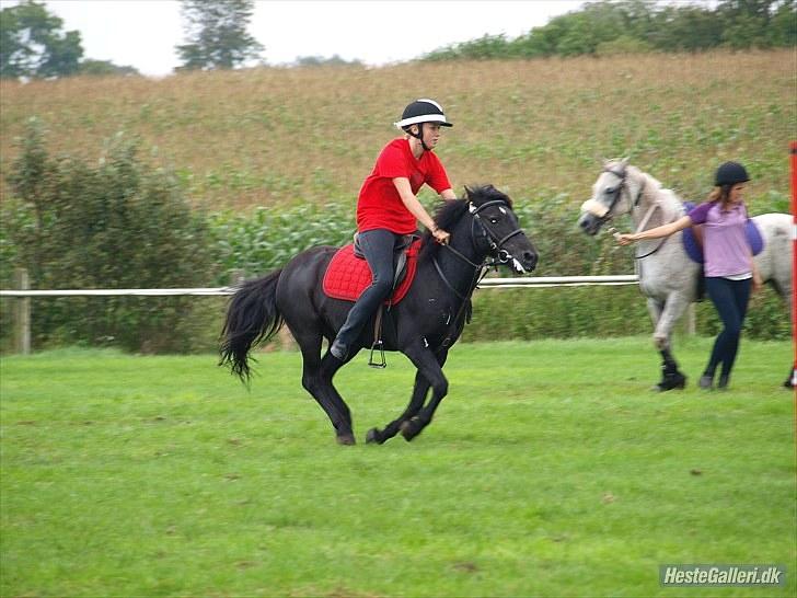 Anden særlig race Maxi - 11 ¤ DK Pony Cup 2010 <3 ahr-foto billede 11