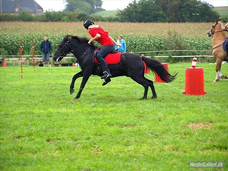 Anden særlig race Maxi - 12 ¤ DK Pony Cup 2010 <3 ahr-foto --- Den bliver på :D:D billede 12