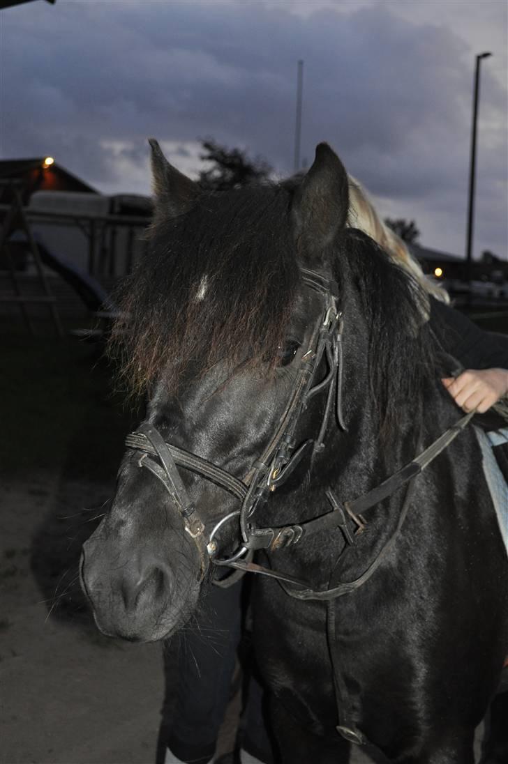 Anden særlig race Maxi - 14 ¤ Yndlingsbillede af prinsen <3 Foto: Luna - lob.blogg.no billede 14