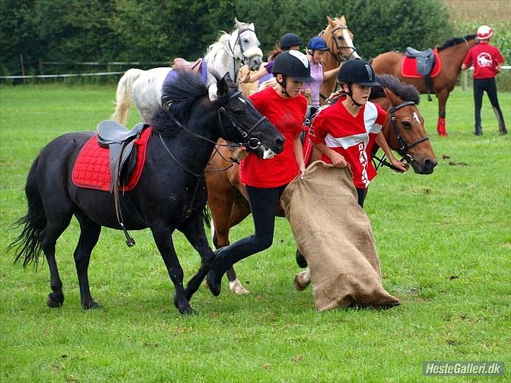 Anden særlig race Maxi - 15 ¤ DK Pony Cup 2010 <3 ahr-foto billede 15