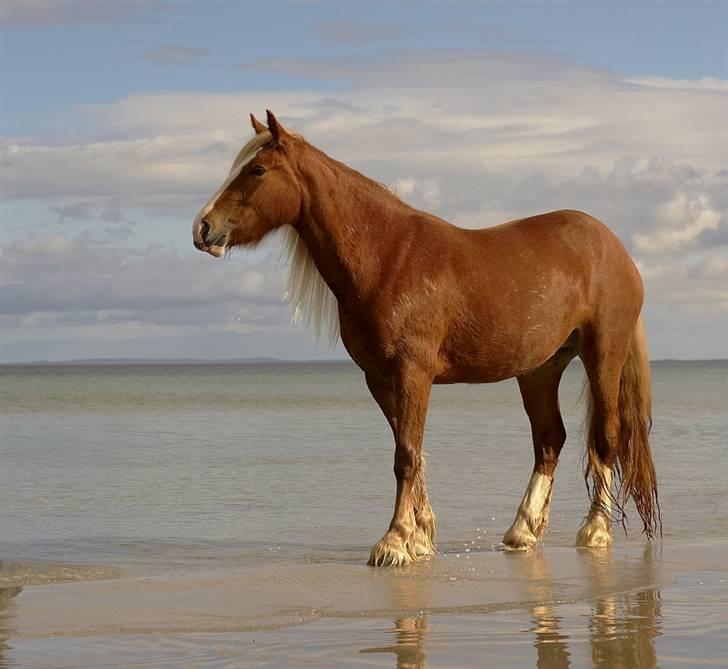 Irish Cob Flora  May´s Kenya - September 2009 første tur på stranden billede 19