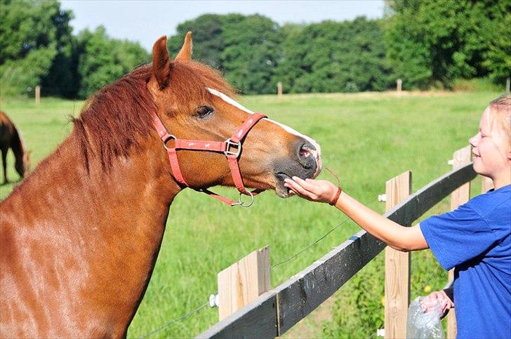 New Forest Skolegaardens Pontiak - med gamle ejer. billede 18