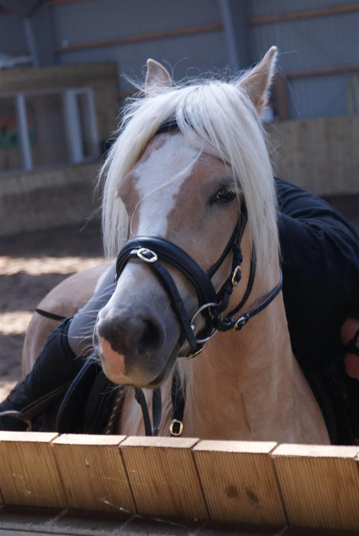 Haflinger Mirabell - nærbillede billede 14