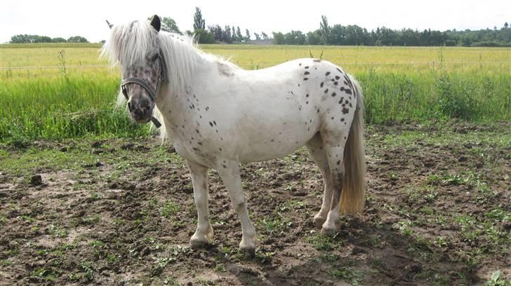 Knabstrupper Bøgelunds Pippi billede 1