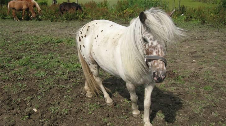 Knabstrupper Bøgelunds Pippi billede 2