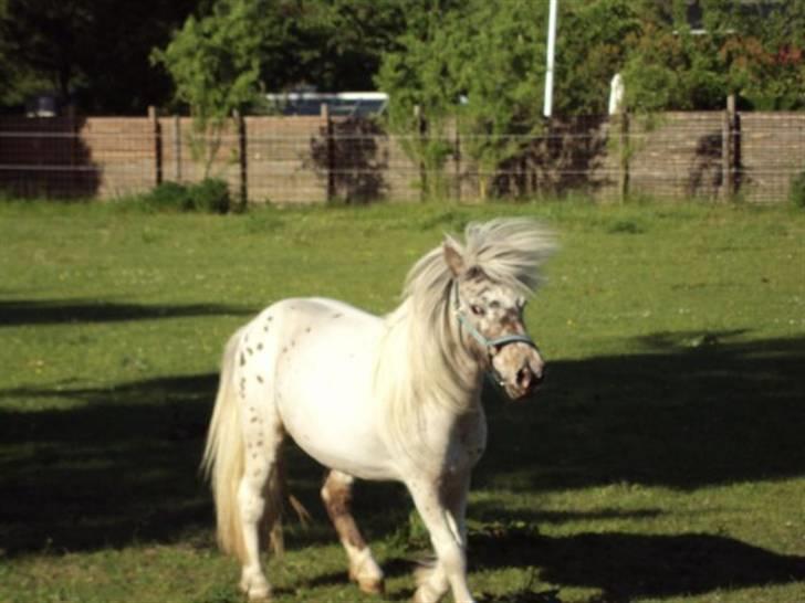 Knabstrupper Bøgelunds Pippi billede 3