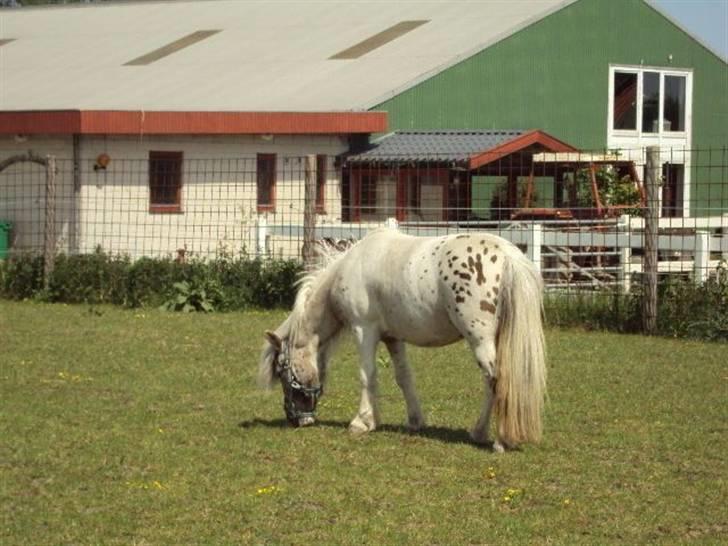 Knabstrupper Bøgelunds Pippi billede 4