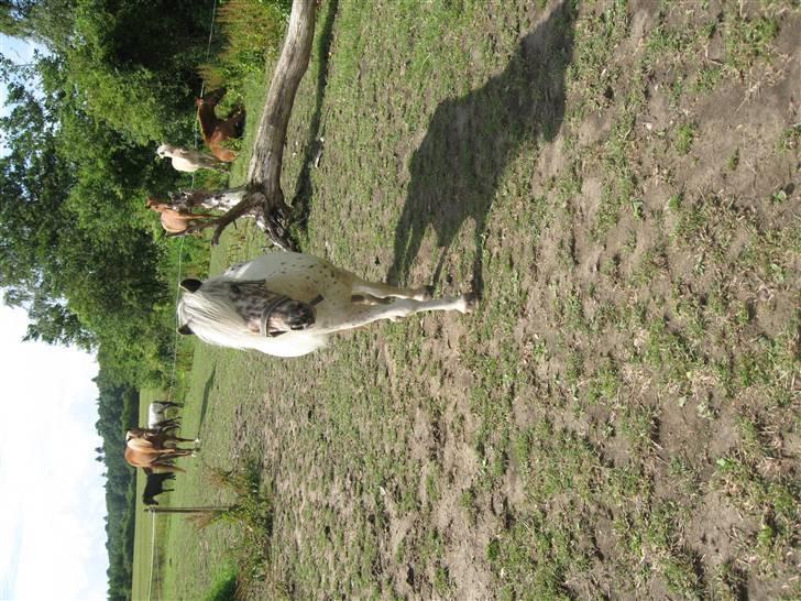 Knabstrupper Bøgelunds Pippi billede 5