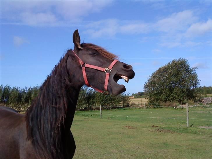 Frieser Goudtsje F - Aaaa hvor er jeg træt    tricks: gabe d.23/9-09 billede 16