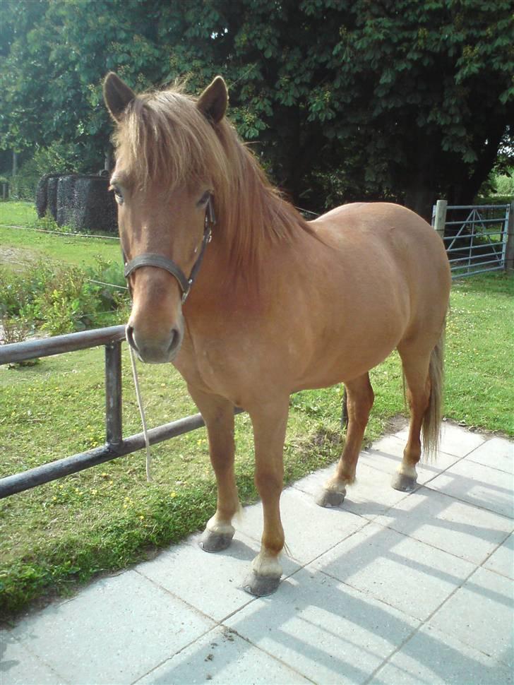 Islænder Sigge - Siggemand :D billede 1