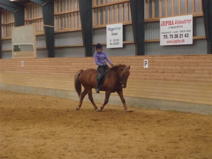 Islænder Sigge billede 2