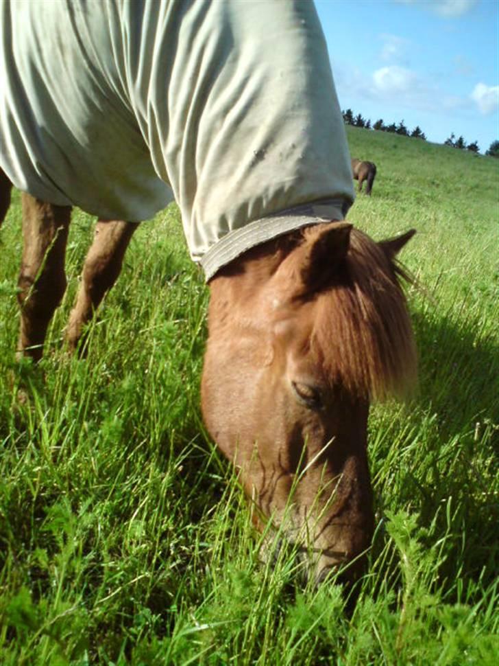 Islænder Sigge billede 3