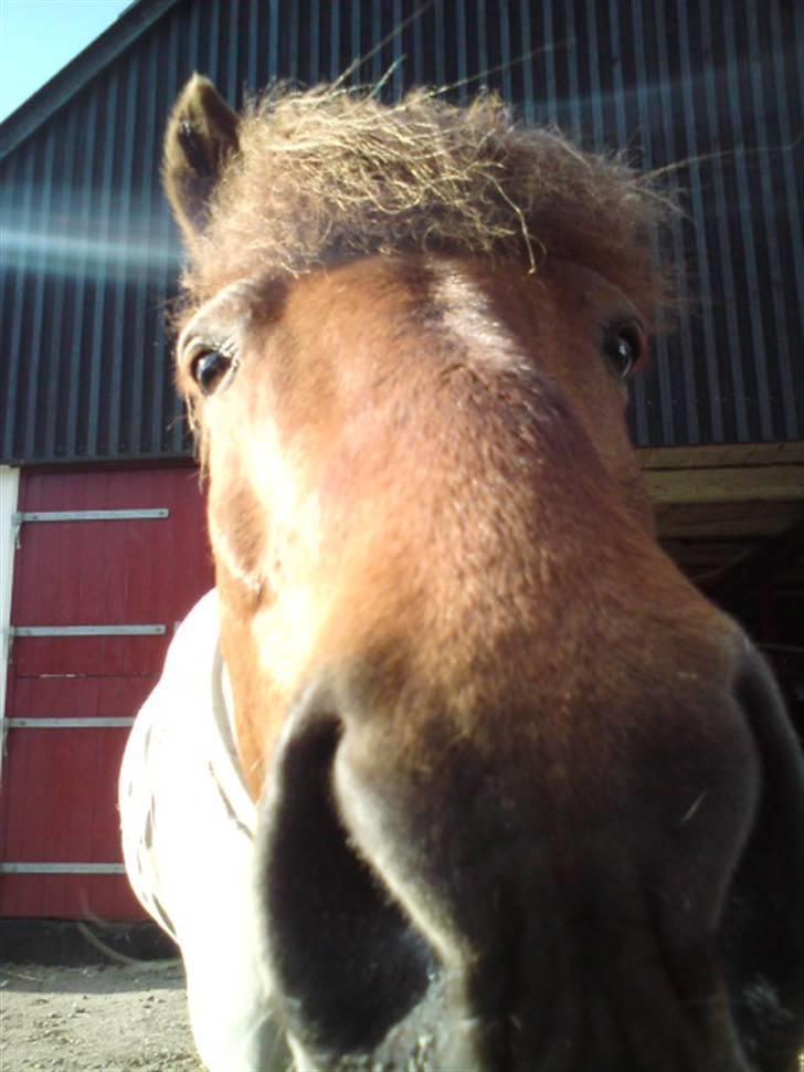 Islænder Sigge billede 4