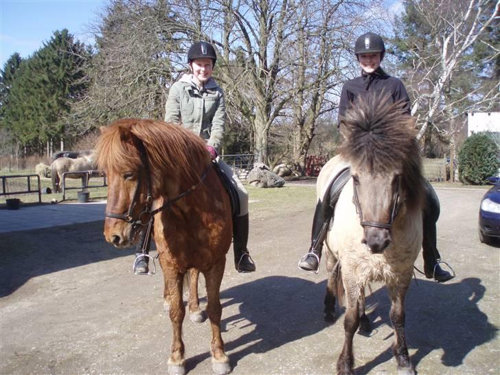 Islænder Sigge billede 5