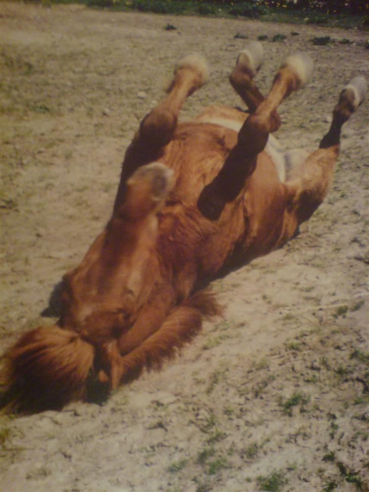 Islænder Sigge billede 6