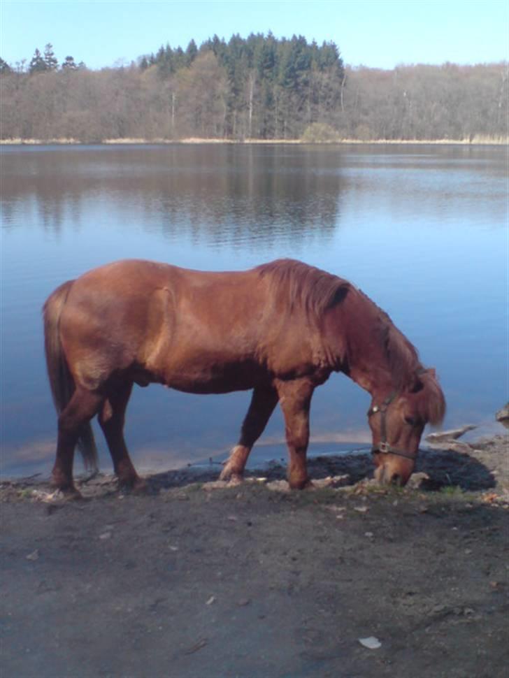 Islænder Sigge billede 7