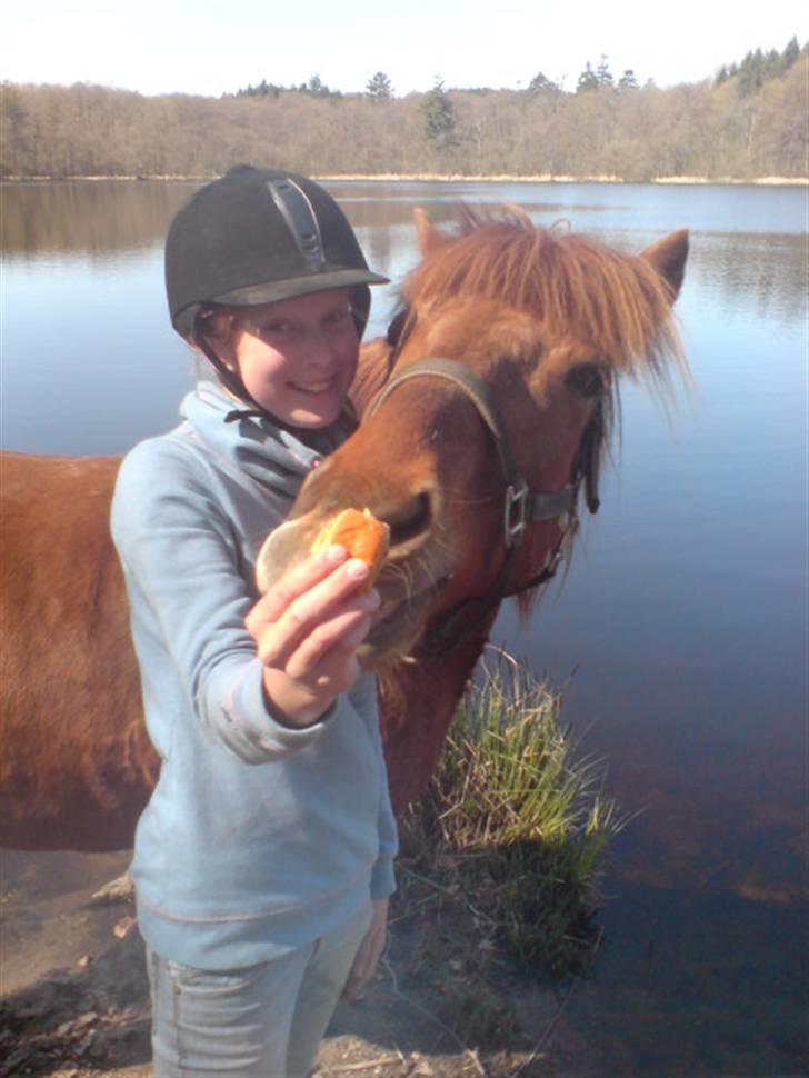 Islænder Sigge - Sigge og Maria d: billede 8