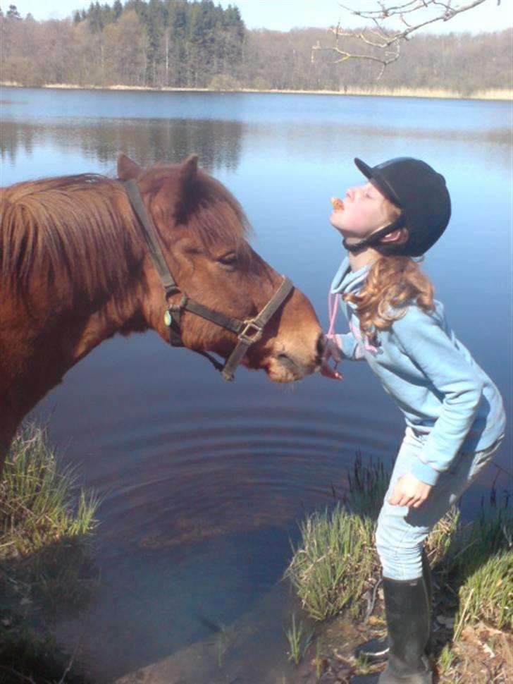 Islænder Sigge - Sigge og Maria d: billede 9