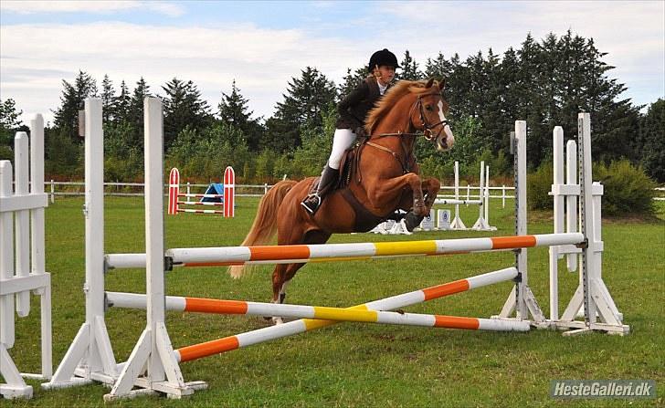 Hollandsk Sportspony Rocko<3A-PONY!!<3 - så nice;) billede 3