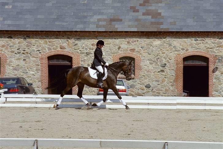 Trakehner *SOLGT* Tullamore HTPR - Vilhelmsborg, juli 2005 billede 3