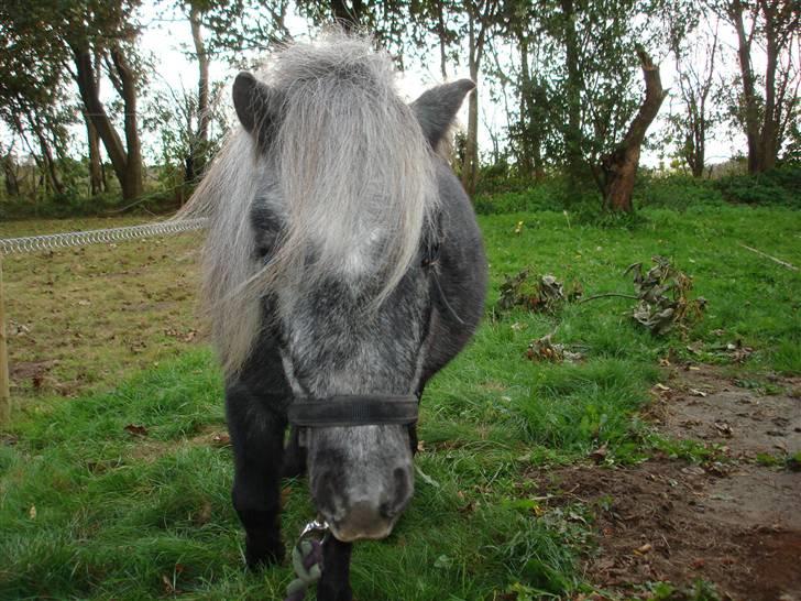 Miniature Sille billede 2