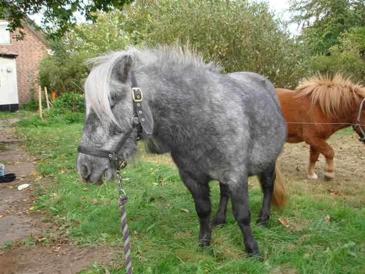 Miniature Sille billede 3