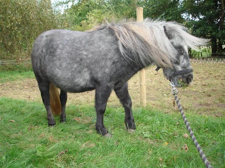 Miniature Sille billede 4