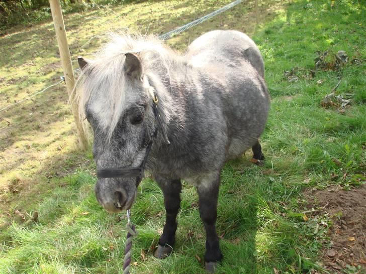 Miniature Sille billede 5