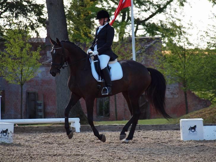 Trakehner *SOLGT* Tullamore HTPR - Broholm, august 2009 billede 6