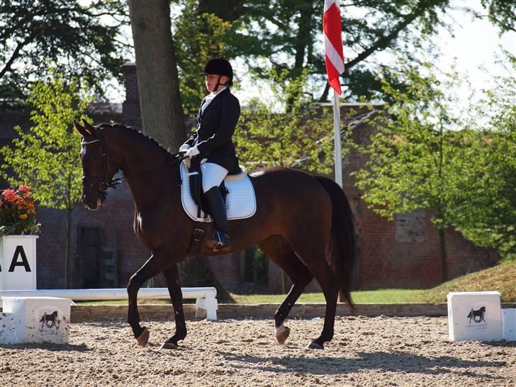 Trakehner *SOLGT* Tullamore HTPR - Broholm, august 2009 billede 7
