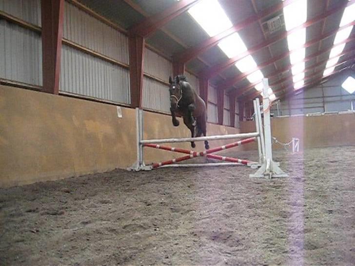 Dansk Varmblod Daylight Rex R.I.P. <3 billede 6