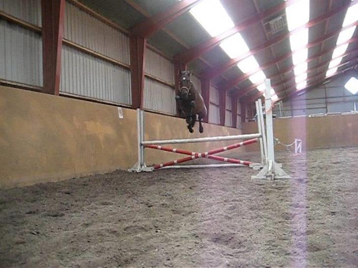 Dansk Varmblod Daylight Rex R.I.P. <3 billede 7