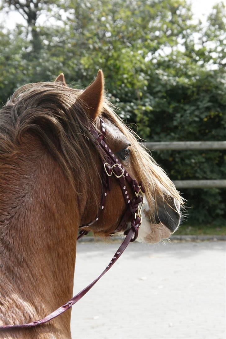 Welsh Mountain (sec A) Rustling *Solgt* - Nr.3. Model Billed fra Trausti billede 3