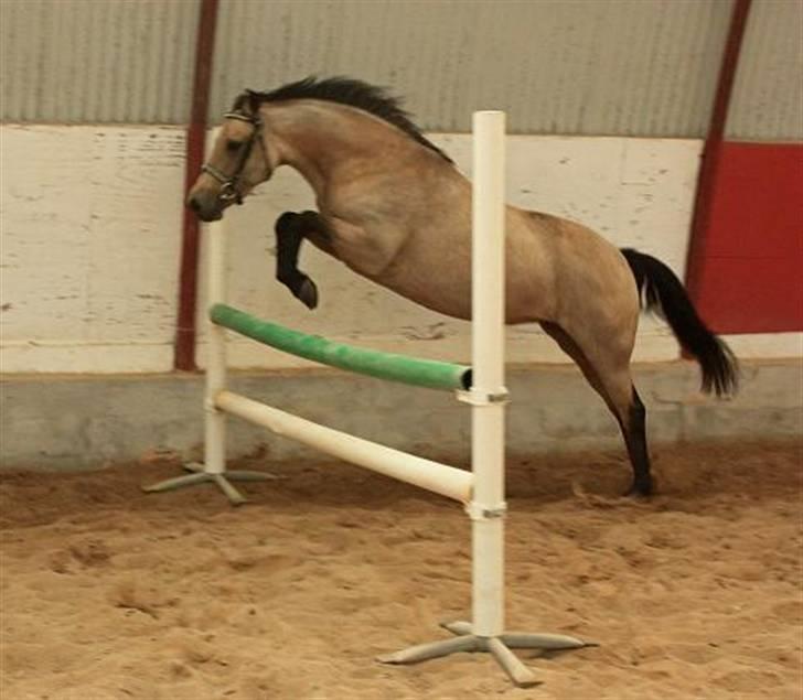 Connemara Salia Maree Manié SOLGT billede 14