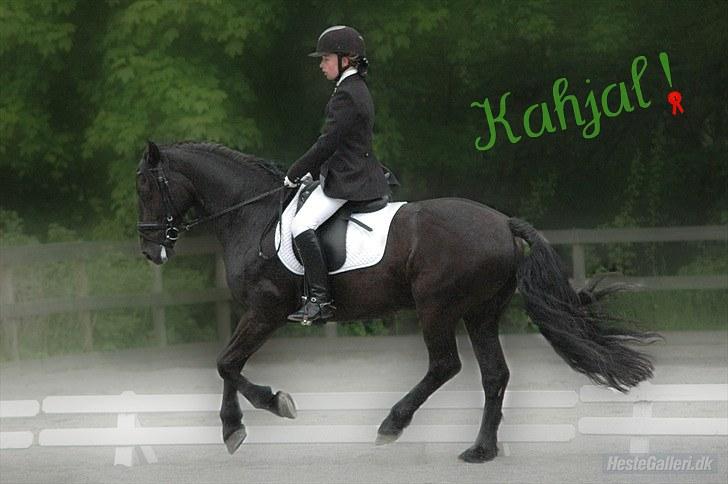 Welsh Cob (sec D) Tolstrups Kahjal - Galop under LA1 på HGR 23/5. Vandt! Billede: Ida (Redigeret af mig) billede 6